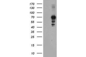 Image no. 1 for anti-SUMO1/sentrin/SMT3 Specific Peptidase 2 (SENP2) (AA 139-523) antibody (ABIN1490924) (SENP2 antibody  (AA 139-523))