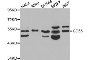 Western blot analysis of extracts of various cell lines, using CD55 antibody (ABIN5970570) at 1/1000 dilution. (CD55 antibody)