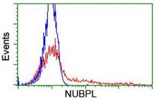 HEK293T cells transfected with either RC204385 overexpress plasmid (Red) or empty vector control plasmid (Blue) were immunostained by anti-NUBPL antibody (ABIN2455153), and then analyzed by flow cytometry. (NUBPL antibody  (AA 1-250))