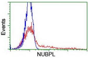HEK293T cells transfected with either RC204385 overexpress plasmid (Red) or empty vector control plasmid (Blue) were immunostained by anti-NUBPL antibody (ABIN2455153), and then analyzed by flow cytometry. (NUBPL antibody  (AA 1-250))
