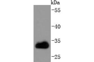 Jurkat cell lysates, probed with CDK1 (3E12) Monoclonal Antibody  at 1:1000 overnight at 4˚C. (CDK1 antibody)