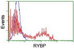Image no. 2 for anti-RING1 and YY1 Binding Protein (RYBP) antibody (ABIN1500776) (RYBP antibody)