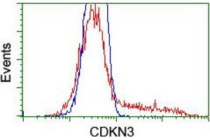 HEK293T cells transfected with either RC213080 overexpress plasmid (Red) or empty vector control plasmid (Blue) were immunostained by anti-CDKN3 antibody (ABIN2455053), and then analyzed by flow cytometry. (CDKN3 antibody)
