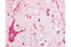 Immunohistochemical staining of Brain (Neuron and Glia) using anti- EDG8 antibody ABIN122571