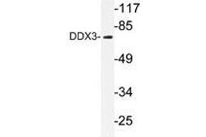 Western blot analysis of DDX3 antibody in extracts from HepG2 cells.