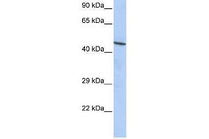 Human HepG2; WB Suggested Anti-CCDC16 Antibody Titration: 0. (CCDC16 antibody  (N-Term))