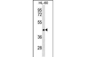 Western blot analysis in HL-60 cell line lysates (35ug/lane). (CLN8 antibody  (C-Term))