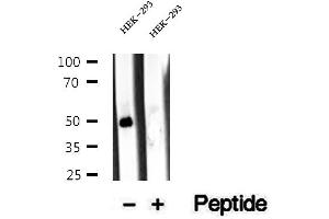 Western blot analysis of extracts of HEK-293 cells, using Antizyme inhibitor 1 antibody. (Antizyme Inhibitor 1 antibody  (Internal Region))