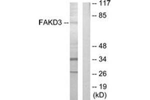 Western Blotting (WB) image for anti-FAST Kinase Domains 3 (FASTKD3) (AA 121-170) antibody (ABIN2889598) (FASTKD3 antibody  (AA 121-170))