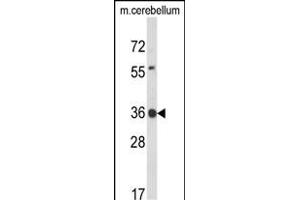 Western blot analysis of CLDND1 Antibody (Center) (ABIN653684 and ABIN2843010) in mouse cerebellum tissue lysates (35 μg/lane). (CLDND1 antibody  (AA 43-72))