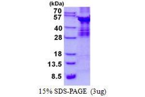 Image no. 1 for ABI Family, Member 3 (ABI3) protein (ABIN1098806) (ABI3 Protein)
