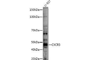 Western blot analysis of extracts of U-937 cells, using CXCR3 antibody (ABIN6131540, ABIN6139279, ABIN6139281 and ABIN6215286) at 1:500 dilution. (CXCR3 antibody  (AA 289-368))
