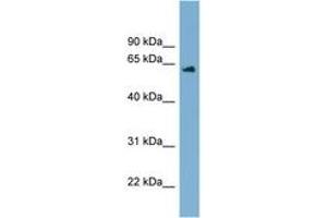 Image no. 1 for anti-Chromosome 12 Open Reading Frame 4 (C12orf4) (AA 179-228) antibody (ABIN6744191) (C12orf4 antibody  (AA 179-228))