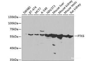 Western blot analysis of extracts of various cell lines using PTK6 Polyclonal Antibody at dilution of 1:1000.