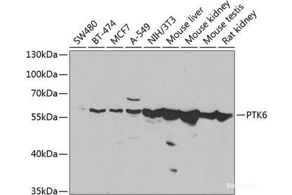 PTK6 antibody