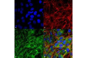 Immunocytochemistry/Immunofluorescence analysis using Rabbit Anti-FNIP1 Polyclonal Antibody . (FNIP1 antibody  (APC))