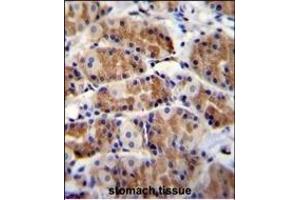 POLR3GL Antibody (Center) (ABIN655314 and ABIN2844893) immunohistochemistry analysis in formalin fixed and paraffin embedded human stomach tissue followed by peroxidase conjugation of the secondary antibody and DAB staining. (POLR3GL antibody  (AA 65-93))