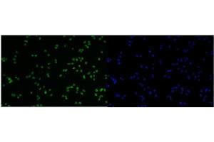 IF analysis of MCM6 using anti-MCM6 antibody (ABIN7600035).
