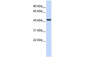 WB Suggested Anti-GATA1 Antibody Titration:  0. (GATA1 antibody  (N-Term))