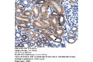 Human kidney (ZNF75 antibody  (Middle Region))