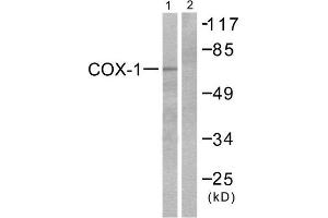 Western Blotting (WB) image for anti-Prostaglandin-Endoperoxide Synthase 1 (Prostaglandin G/H Synthase and Cyclooxygenase) (PTGS1) (C-Term) antibody (ABIN1848482) (PTGS1 antibody  (C-Term))