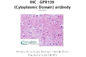 Image no. 1 for anti-G Protein-Coupled Receptor 139 (GPR139) (3rd Cytoplasmic Domain) antibody (ABIN1734944) (GPR139 antibody  (3rd Cytoplasmic Domain))