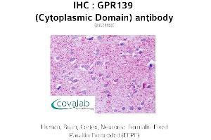 Image no. 1 for anti-G Protein-Coupled Receptor 139 (GPR139) (3rd Cytoplasmic Domain) antibody (ABIN1734944)