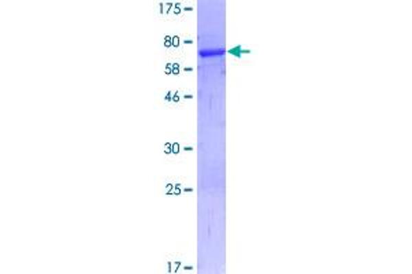 PDCD2 Protein (AA 1-344) (GST tag)