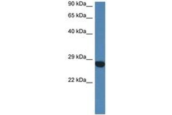 CCDC90B antibody  (AA 40-89)