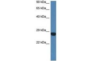 Image no. 1 for anti-Coiled-Coil Domain Containing 90B (CCDC90B) (AA 40-89) antibody (ABIN6747280) (CCDC90B antibody  (AA 40-89))