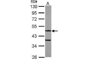 WB Image Sample (50 ug of whole cell lysate) A: Mouse brain 10% SDS PAGE antibody diluted at 1:1000 (ASB4 antibody)