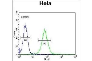 SMYD1 Antibody (C-term) (ABIN654906 and ABIN2844554) flow cytometric analysis of Hela cells (right histogram) compared to a negative control cell (left histogram).