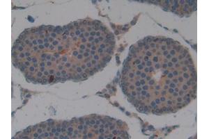 Used in DAB staining on fromalin fixed paraffin- embedded kidney tissue (APOA2 antibody  (AA 24-102))