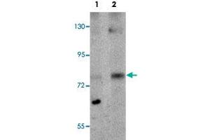 Western blot analysis of rat lung tissue with MRE11A polyclonal antibody  at (Lane 1) 1 and (Lane 2) 2 ug/mL dilution.