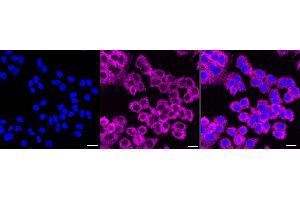 anti-Fragile X Mental Retardation, Autosomal Homolog 1 (FXR1) antibody
