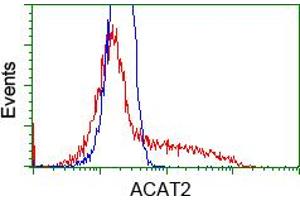 Image no. 2 for anti-Acetyl-CoA Acetyltransferase 2 (ACAT2) antibody (ABIN1496397) (ACAT2 antibody)