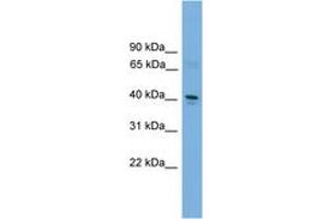 Image no. 1 for anti-Transcription Factor Dp-2 (E2F Dimerization Partner 2) (TFDP2) (AA 301-350) antibody (ABIN6744645) (DP2 antibody  (AA 301-350))