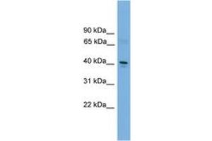 Image no. 1 for anti-Transcription Factor Dp-2 (E2F Dimerization Partner 2) (TFDP2) (AA 301-350) antibody (ABIN6744645)