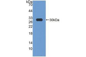 Western blot analysis of recombinant Rat HMGCR. (HMGCR antibody  (AA 638-887))