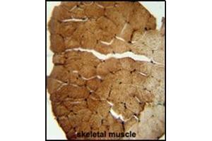 Immunohistochemistry analysis in Formalin Fixed, Paraffin Embedded Human skeletal muscle stained with SLC35B2 Antibody (C-term) followed by peroxidase conjugation of the secondary antibody and DAB staining. (SLC35B2 antibody  (C-Term))