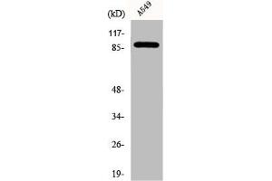 Western Blot analysis of A549 cells using DAP-5 Polyclonal Antibody (EIF4G2 antibody  (N-Term))