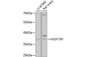 Western blot analysis of extracts of various cell lines, using HSD17B1 antibody (ABIN6129829, ABIN6142002, ABIN6142003 and ABIN6215013) at 1:1000 dilution. (HSD17B1 antibody  (AA 1-328))