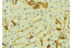ABIN6276919 at 1/100 staining Mouse liver tissue by IHC-P. (AMBP antibody  (C-Term))