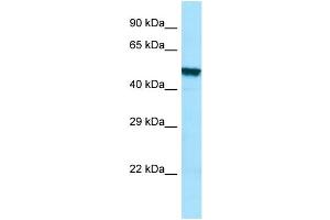 WB Suggested Anti-PLA2G3 Antibody Titration: 1. (PLA2G3 antibody  (C-Term))