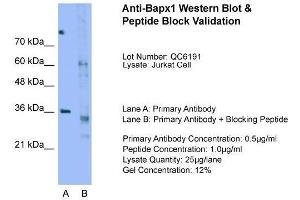 Host:  Rabbit  Target Name:  Bapx1  Sample Type:  Jurkat  Lane A:  Primary Antibody  Lane B:  Primary Antibody + Blocking Peptide  Primary Antibody Concentration:  0. (NKX3-2 antibody  (N-Term))