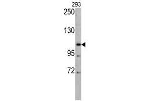 Image no. 1 for anti-Elastin Microfibril Interfacer 1 (EMILIN1) (N-Term) antibody (ABIN452958) (Emilin1 antibody  (N-Term))