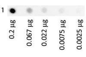 Human Transferrin Fluorescein Load: 3-fold serial dilution starting at 200 ng. (Transferrin Protein (TF) (FITC))
