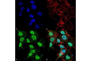 Immunocytochemistry/Immunofluorescence analysis using Mouse Anti-Cav1. (CACNA1C antibody  (AA 1507-1733) (HRP))