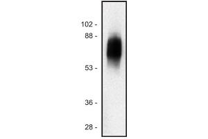 Western blot of human Jurkat T cell line (SIT1 antibody)