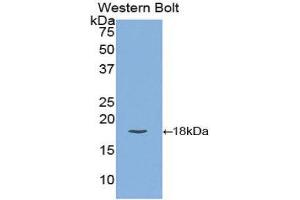 Western Blotting (WB) image for anti-Carcinoembryonic Antigen Gene Family (CEA) (AA 75-219) antibody (ABIN1858354) (CEA antibody  (AA 75-219))